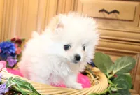 AKC Sasha - White female Pom - 5 lbs as adult, a female Pomeranian for sale in Colville, WA – 1 of 6