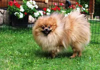 AKC Larik Red Sable male Pom - 5 lbs as adult, a male Pomeranian for sale in Colville, WA – 1 of 1