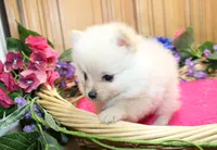 AKC Falina Cream female Pom - 4.5 lbs as adult, a female Pomeranian for sale in Evans, WA – 9 of 10