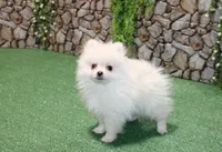 AKC Perl White male - 5.5 lbs as adult, a male Pomeranian for sale in Colville, WA – 5 of 6