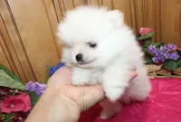 AKC Darianka - White female Pom - 5 lbs as adult, a female Pomeranian for sale in Colville, WA – 5 of 6