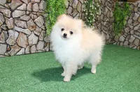 AKC Lara Orange Female Pom - 5 lbs as adult, a male Pomeranian for sale in Evans, WA – 3 of 8
