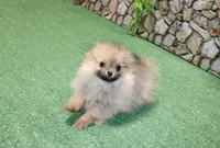 AKC Darina - Red Sable Female Pom - 4 lbs as adult, a female Pomeranian for sale in Colville, WA – 3 of 7
