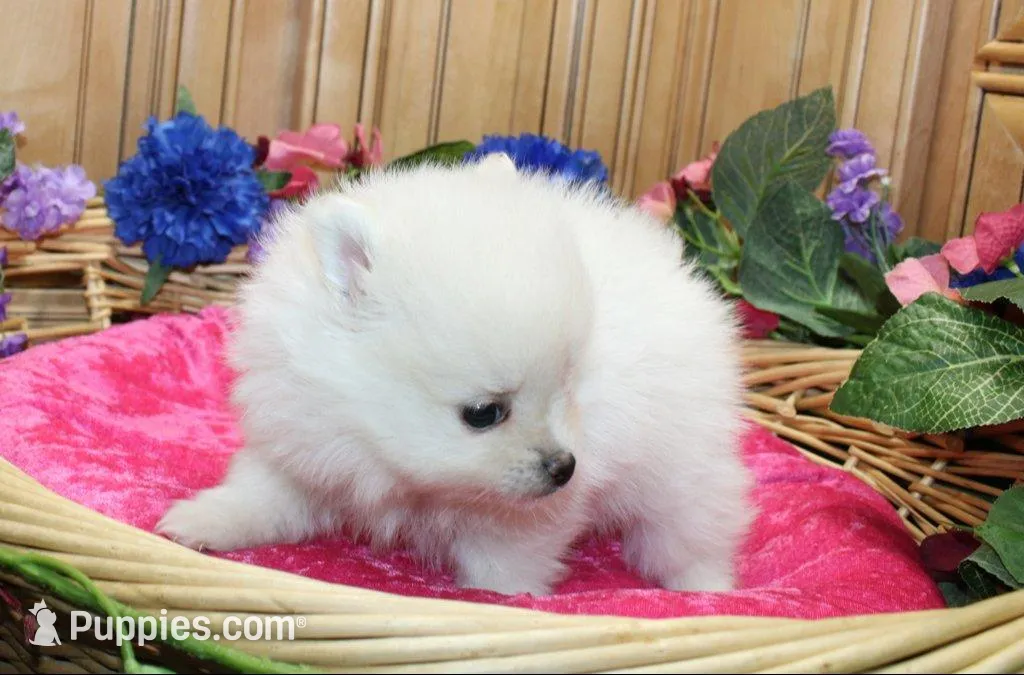 AKC Marshmallow Girl - 4.5 lbs, a female Pomeranian for sale in Colville, WA – Photo 6 of 10