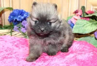 AKC Briel' Red Sable Female Pomeranian - 5 pounds as adult, a female Pomeranian for sale in Evans, WA – 4 of 9