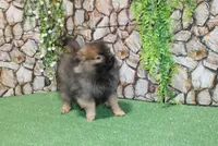 AKC Laron Black and Tan Sable male Pom - 6 lbs as adult, a male Pomeranian for sale in Evans, WA – 6 of 7