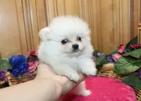 AKC Fasya White female Pomeranian - 4 lbs as adult, a female Pomeranian for sale in Evans, WA – 4 of 10