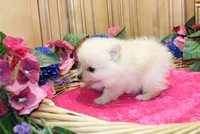 AKC Falina Cream female Pom - 4.5 lbs as adult, a female Pomeranian for sale in Evans, WA – 10 of 10