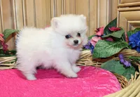 AKC Fasya White female Pomeranian - 4 lbs as adult, a female Pomeranian for sale in Evans, WA – 2 of 10