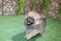 AKC Dunka - Red Sable Female Pom - 5.5 lbs as adult, a female Pomeranian for sale in Colville, WA – 6 of 7