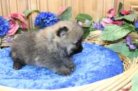 AKC Bermut Red Sable male Pomeranian - 6 pounds as adult, a male Pomeranian for sale in Evans, WA – 5 of 7