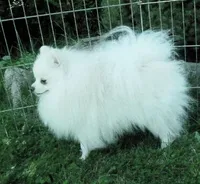 AKC Gerg - White Boy 6 lbs, a male Pomeranian for sale in Colville, WA – Photo 10 of 10
