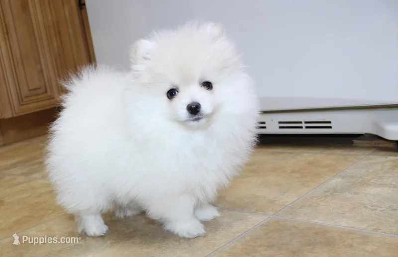 AKC Gerg - White Boy 6 lbs, a male Pomeranian for sale in Colville, WA – Photo 1 of 10
