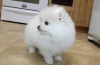 AKC Gerg - White Boy 6 lbs, a male Pomeranian for sale in Colville, WA – Photo 7 of 10