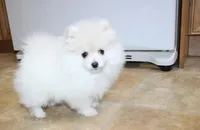 AKC Gerg - White Boy 6 lbs, a male Pomeranian for sale in Colville, WA – Photo 2 of 10