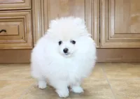 AKC Gerg - White Boy 6 lbs, a male Pomeranian for sale in Colville, WA – Photo 4 of 10