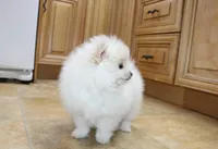 AKC Gerg - White Boy 6 lbs, a male Pomeranian for sale in Colville, WA – Photo 6 of 10