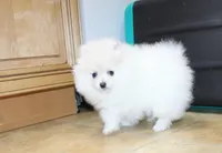 AKC Gerg - White Boy 6 lbs, a male Pomeranian for sale in Colville, WA – Photo 8 of 10
