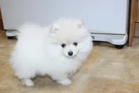 AKC Gerg - White Boy 6 lbs, a male Pomeranian for sale in Colville, WA – Photo 3 of 10