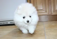 AKC Gerg - White Boy 6 lbs, a male Pomeranian for sale in Colville, WA – Photo 5 of 10