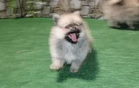 AKC Kent Sable male Pom - 6 lbs as adult, a male Pomeranian for sale in Evans, WA – 6 of 10