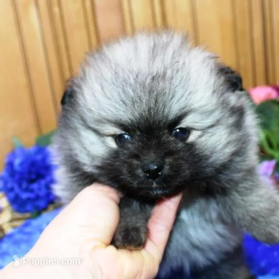 AKC Bermut Sable male 6lbs, a male Pomeranian for sale in Colville, WA – Photo 4 of 10