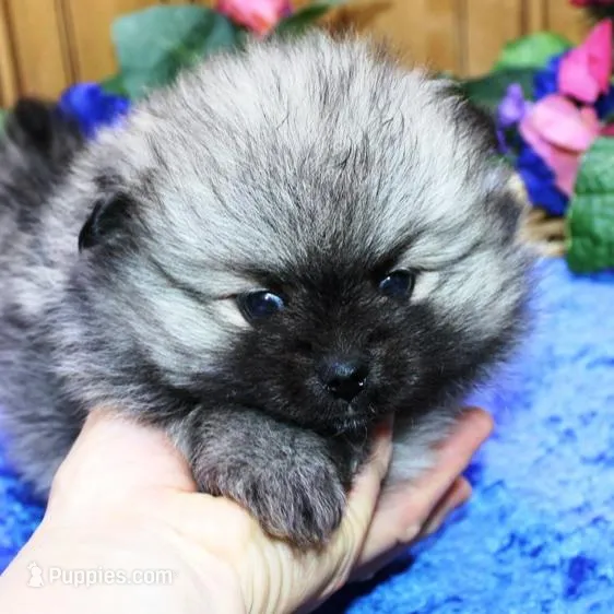 AKC Bermut Sable male 6lbs, a male Pomeranian for sale in Colville, WA – Photo 3 of 10