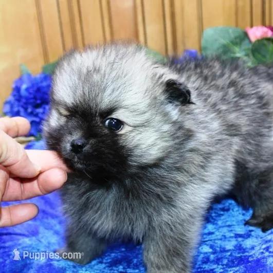 AKC Bermut Sable male 6lbs, a male Pomeranian for sale in Colville, WA – Photo 8 of 10