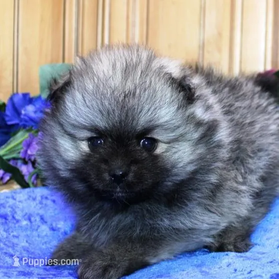 AKC Bermut Sable male 6lbs, a male Pomeranian for sale in Colville, WA – Photo 6 of 10