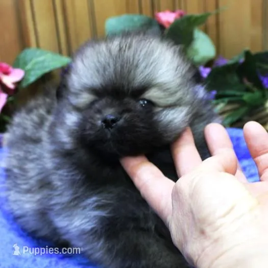 AKC Bermut Sable male 6lbs, a male Pomeranian for sale in Colville, WA – Photo 2 of 10
