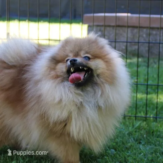 AKC Bermut Sable male 6lbs, a male Pomeranian for sale in Colville, WA – Photo 10 of 10