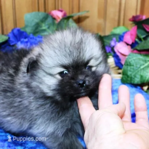 AKC Bermut Sable male 6lbs – Pomeranian puppy for sale in Colville, WA
