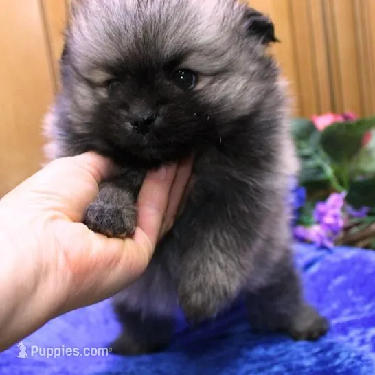 AKC Bermut Sable male 6lbs, a male Pomeranian for sale in Colville, WA – Photo 7 of 10