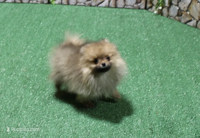 AKC Darina - Red Sable Female Pom – Pomeranian puppy for sale in Colville, WA