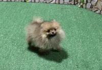 AKC Darina - Red Sable Female Pom - 4 lbs as adult, a female Pomeranian for sale in Colville, WA – 1 of 7