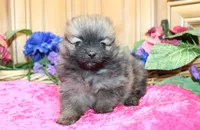 AKC Briel' Red Sable Female Pomeranian - 5 pounds as adult, a female Pomeranian for sale in Evans, WA – 6 of 9