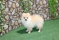 AKC Lara Orange Female Pom - 5 lbs as adult, a male Pomeranian for sale in Evans, WA – 5 of 8