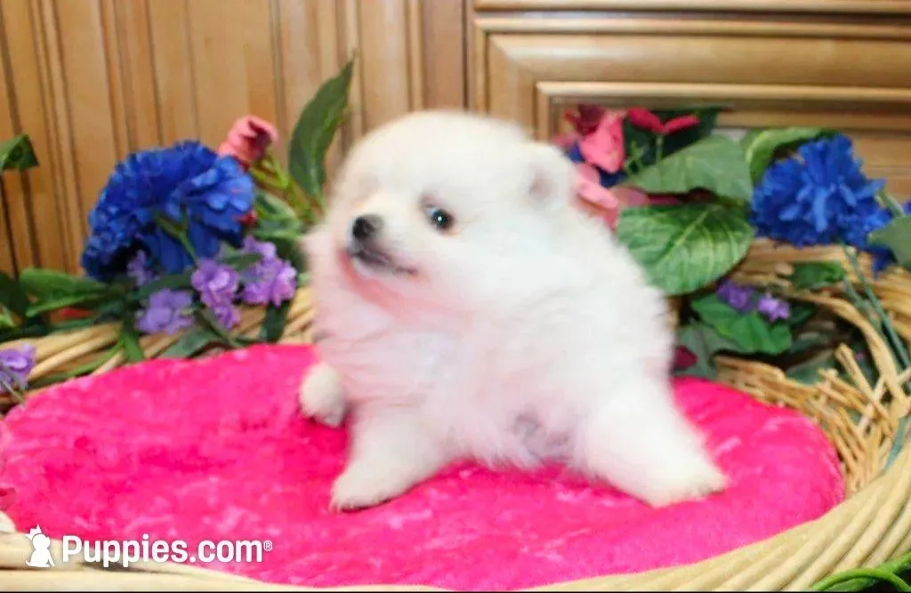 AKC Megalia White Girl - 7+ lbs, a female Pomeranian for sale in Colville, WA – Photo 3 of 10