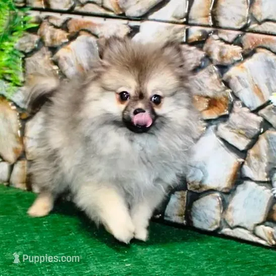 AKC Gana – Pomeranian puppy for sale in Colville, WA