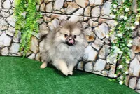 AKC Gana, a female Pomeranian for sale in Colville, WA – Photo 1 of 10
