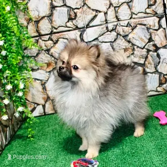 AKC Gana, a female Pomeranian for sale in Colville, WA – Photo 6 of 10