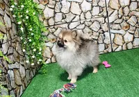 AKC Gana, a female Pomeranian for sale in Colville, WA – Photo 6 of 10