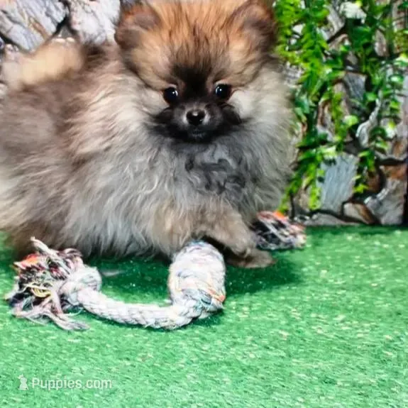 AKC Gana, a female Pomeranian for sale in Colville, WA – Photo 8 of 10