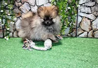 AKC Gana, a female Pomeranian for sale in Colville, WA – Photo 8 of 10