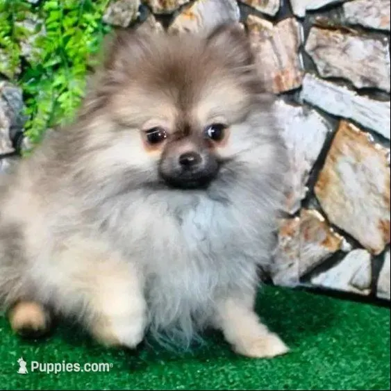 AKC Gana Girl - 4 pounds as adult – Pomeranian puppy for sale in Colville, WA
