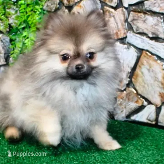 AKC Gana, a female Pomeranian for sale in Colville, WA – Photo 2 of 10