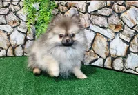 AKC Gana, a female Pomeranian for sale in Colville, WA – Photo 2 of 10