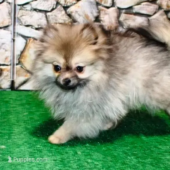 AKC Gana, a female Pomeranian for sale in Colville, WA – Photo 5 of 10