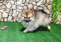 AKC Gana, a female Pomeranian for sale in Colville, WA – Photo 5 of 10