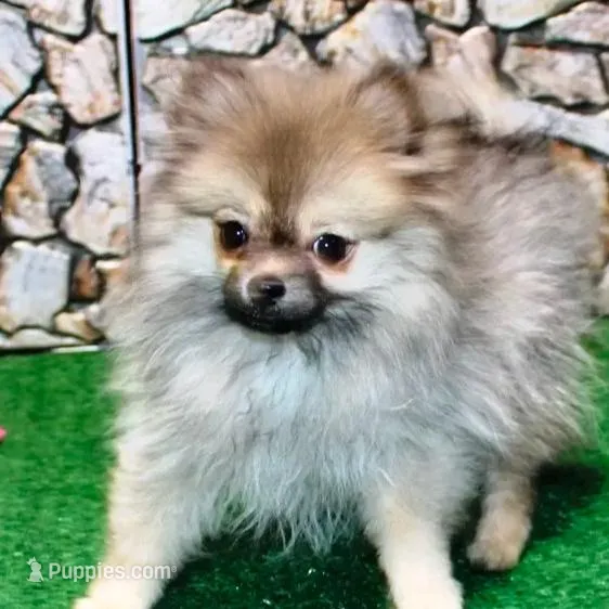 AKC Gana, a female Pomeranian for sale in Colville, WA – Photo 3 of 10